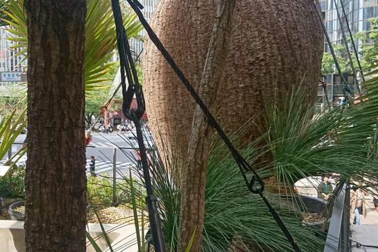 トリーグリップの写真